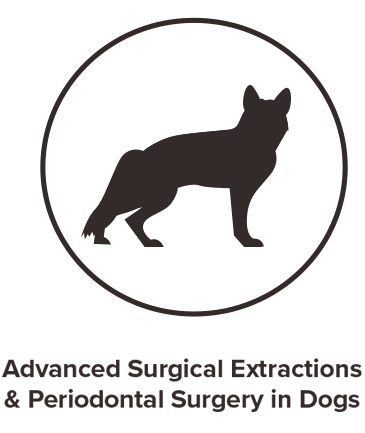 advanced surgical extractions and periodontal surgery in dogs hover