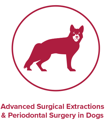 advanced surgical extractions and periodontal surgery in dogs
