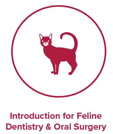 Introduction to Feline Dentistry and Oral Surgery