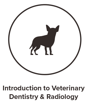 introduction to vet dentistry and radiology