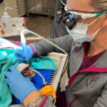 "Bite-sized" Wisdom: Dentistry for Veterinary Technicians